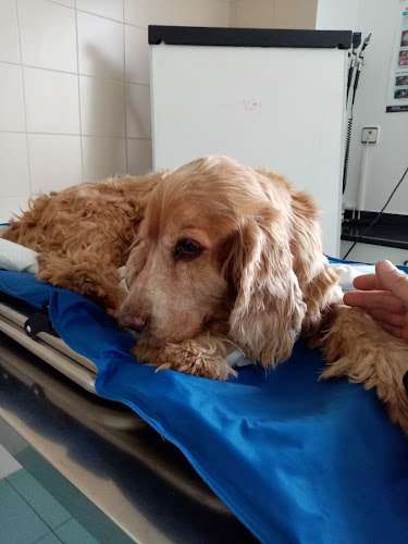 urgencia veterinaria.ANIMALS CANTABRIA™ | Hospital veterinario 24 horas.Av. de los Castros, 73, Bajo, 39005 Santander, Cantabria